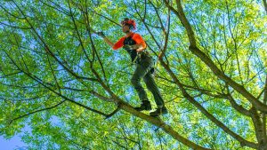 Premium Garden Care with tree surgeon Heald Green Trusted Team