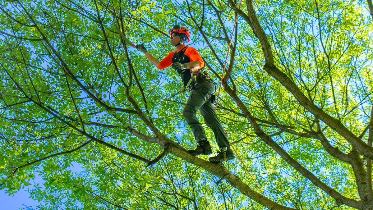 Premium Garden Care with tree surgeon Heald Green Trusted Team